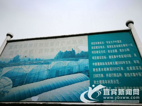 从卖菜到卖菜苗&nbsp;宜宾这个“新菜农”年入60万(图2)