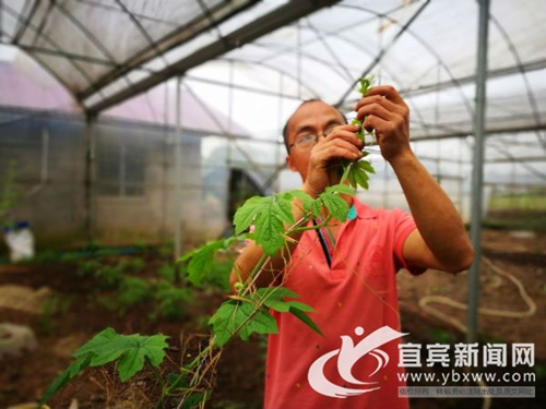 从卖菜到卖菜苗&nbsp;宜宾这个“新菜农”年入60万(图3)