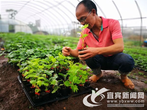 从卖菜到卖菜苗&nbsp;宜宾这个“新菜农”年入60万(图4)