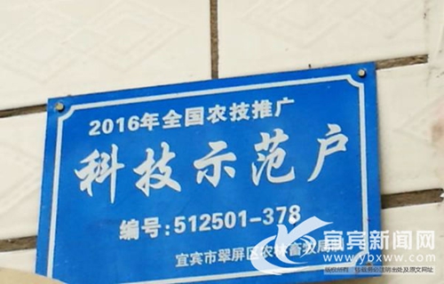 从卖菜到卖菜苗&nbsp;宜宾这个“新菜农”年入60万(图6)