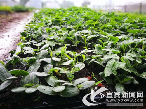 从卖菜到卖菜苗&nbsp;宜宾这个“新菜农”年入60万(图7)