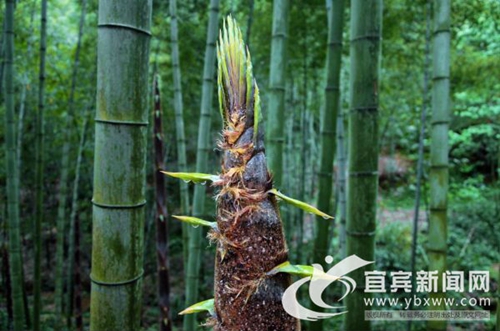 蜀南竹海春夏皆有美景&nbsp;不可错过“打卡”胜地(图2)