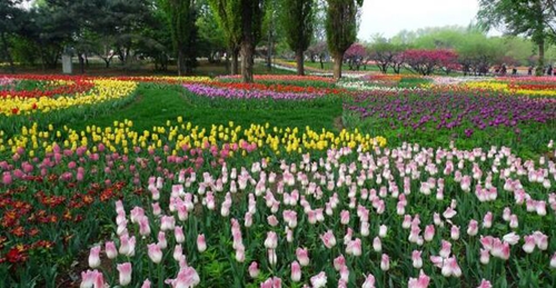 五一哪里耍？到泸州蓝光首届花博会饱览秀色！(图3)