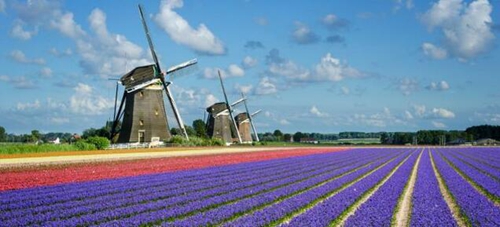 五一哪里耍？到泸州蓝光首届花博会饱览秀色！(图6)