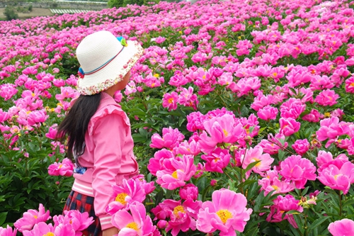 古蔺：“情花”怒放双沙镇&nbsp;游人观赏正当时(图1)