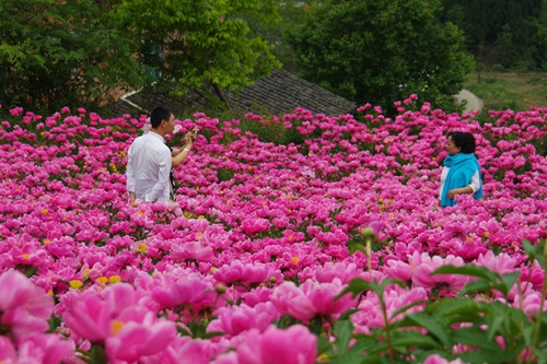 古蔺：“情花”怒放双沙镇&nbsp;游人观赏正当时(图3)