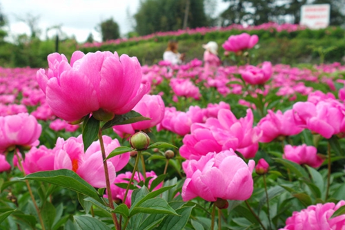 古蔺：“情花”怒放双沙镇&nbsp;游人观赏正当时(图4)