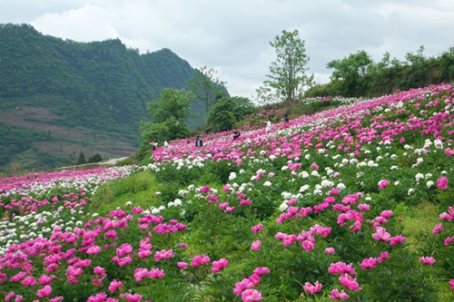 古蔺：“情花”怒放双沙镇&nbsp;游人观赏正当时(图5)