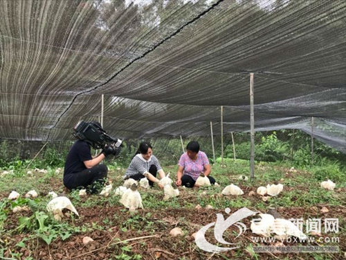 宜宾80后青年创新开展竹荪采摘&nbsp;受央视关注(图2)