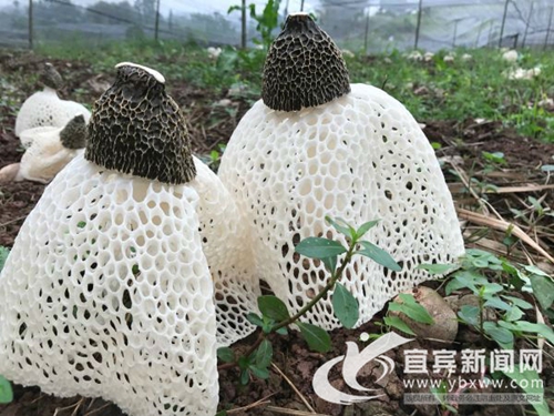 宜宾80后青年创新开展竹荪采摘&nbsp;受央视关注(图3)