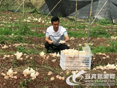 宜宾80后青年创新开展竹荪采摘&nbsp;受央视关注(图4)