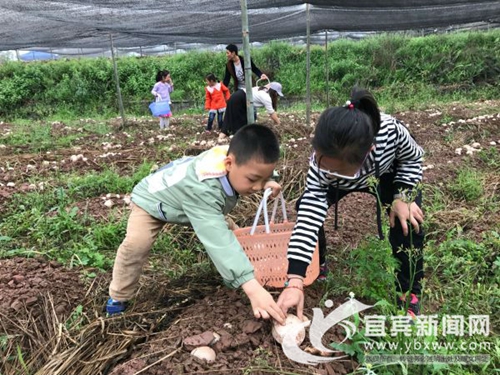 宜宾80后青年创新开展竹荪采摘&nbsp;受央视关注(图5)