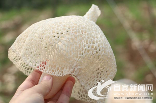 宜宾80后青年创新开展竹荪采摘&nbsp;受央视关注(图6)