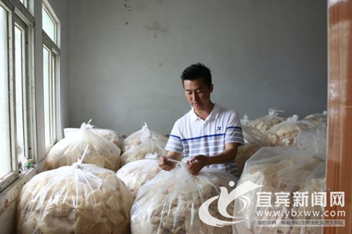 宜宾80后青年创新开展竹荪采摘&nbsp;受央视关注(图7)