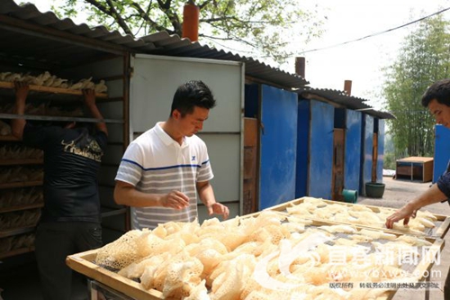 宜宾80后青年创新开展竹荪采摘&nbsp;受央视关注(图8)