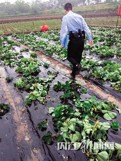 内江：半亩草莓丰收在望&nbsp;不料暗中遭“毒手”(图1)