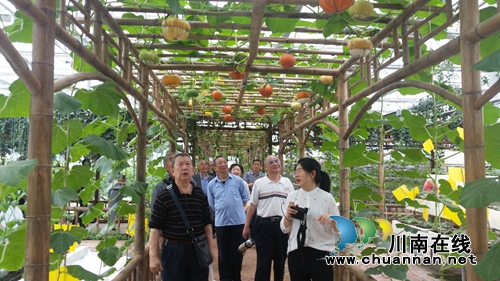 纳溪区老干部参观董永坝现代农业示范基地(图3)