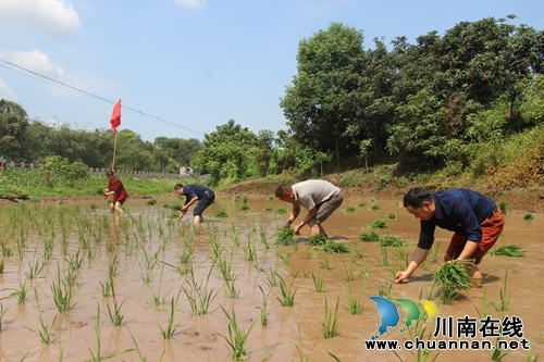 纳溪区棉花坡镇：党员志愿者春耕时节插秧忙(图1)