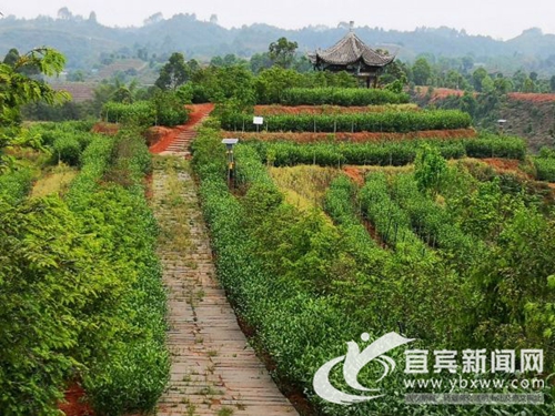 宜宾明威镇打造沉香特色小镇 带动百姓致富(图2) 宜宾明威镇打造沉香特色小镇 带动百姓致富(图2)