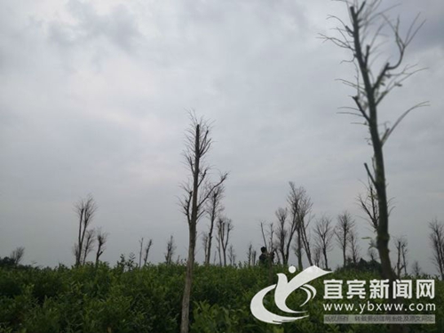 宜宾明威镇打造沉香特色小镇 带动百姓致富(图3) 宜宾明威镇打造沉香特色小镇 带动百姓致富(图3)