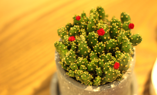 咖啡电台隆重开业&nbsp;打造泸州唯一法务沙龙(图13)