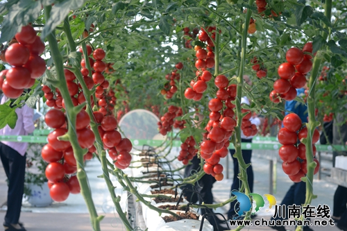 五一去哪？不去成都“锦里”去泸州“伞里”(图1)