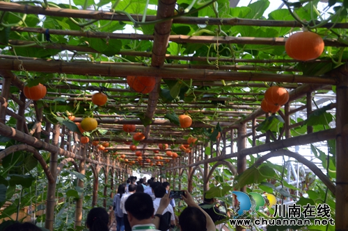 五一去哪？不去成都“锦里”去泸州“伞里”(图8)