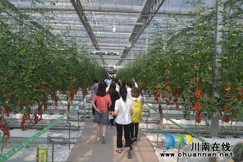 五一去哪？不去成都“锦里”去泸州“伞里”(图9)