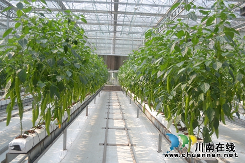 五一去哪？不去成都“锦里”去泸州“伞里”(图10)