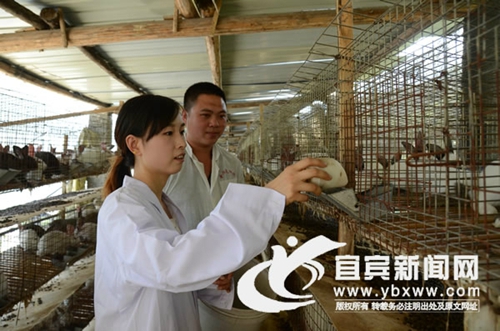 宜宾：80后美女当起了兔司令&nbsp;带农致富创大业(图1)