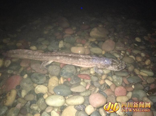 泸州市民发现娃娃鱼不愿离去&nbsp;交渔政部门放生(图1)