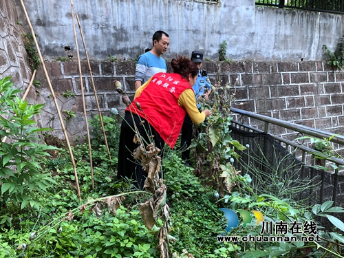 江阳区华阳街道:踏查全域覆盖 铲毒不留死角(图1) 江阳区华阳街道:踏查全域覆盖 铲毒不留死角(图1)