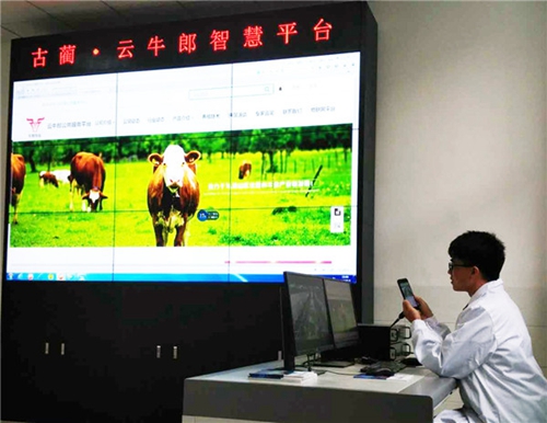 泸州：用手机“养”好牛&nbsp;实时监测全程溯源(图2)