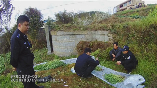 轻信“偏方” 泸州一村民种罂粟868株获刑(图2) 轻信“偏方” 泸州一村民种罂粟868株获刑(图2)