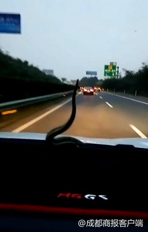 内江夫妻高速开车 引擎盖窜出一条蛇(图1) 内江夫妻高速开车 引擎盖窜出一条蛇(图1)