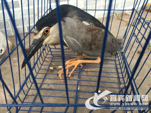 宜宾：垂钓发现受伤夜鹭&nbsp;警民联手及时救助(图1)