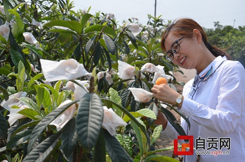 自贡荣县：微商铺起500万斤枇杷销售“高速”(图1)