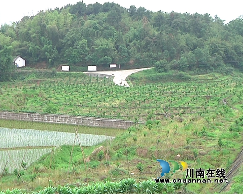 合江回洞桥村：斩穷根挪新屋&nbsp;打开致富兴村路(图11)