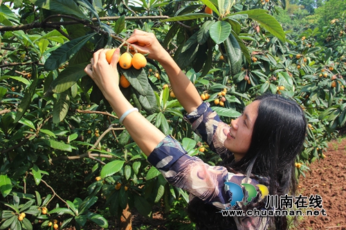 纳溪金凤枇杷成熟上市了&nbsp;个大味甜快来尝哟！(图1)