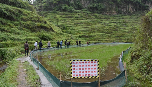古蔺：小龙虾承载大梦想&nbsp;老总回乡当“虾农”(图1)