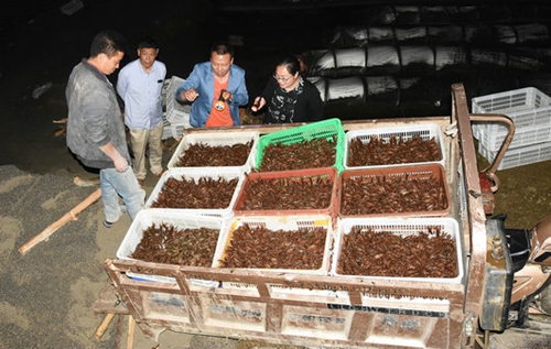 古蔺：小龙虾承载大梦想&nbsp;老总回乡当“虾农”(图3)