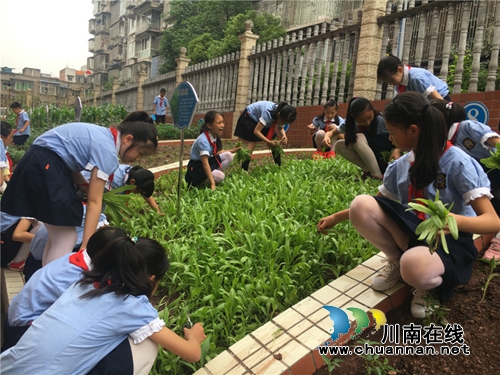 泸州十八中举行“绿色农耕 爱心义卖”校园农耕教育系列活动(图5) 泸州十八中举行“绿色农耕 爱心义卖”校园农耕教育系列活动(图5)