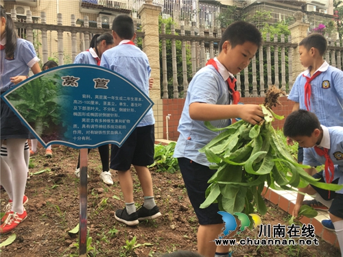 泸州十八中举行“绿色农耕 爱心义卖”校园农耕教育系列活动(图6) 泸州十八中举行“绿色农耕 爱心义卖”校园农耕教育系列活动(图6)
