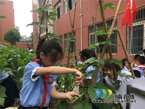 泸州十八中举行“绿色农耕 爱心义卖”校园农耕教育系列活动(图9) 泸州十八中举行“绿色农耕 爱心义卖”校园农耕教育系列活动(图9)