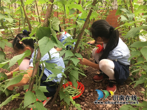 泸州十八中举行“绿色农耕 爱心义卖”校园农耕教育系列活动(图7) 泸州十八中举行“绿色农耕 爱心义卖”校园农耕教育系列活动(图7)