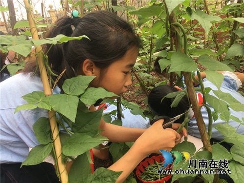 泸州十八中举行“绿色农耕 爱心义卖”校园农耕教育系列活动(图8) 泸州十八中举行“绿色农耕 爱心义卖”校园农耕教育系列活动(图8)