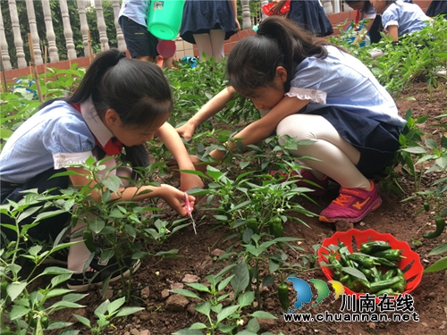 泸州十八中举行“绿色农耕 爱心义卖”校园农耕教育系列活动(图12) 泸州十八中举行“绿色农耕 爱心义卖”校园农耕教育系列活动(图12)