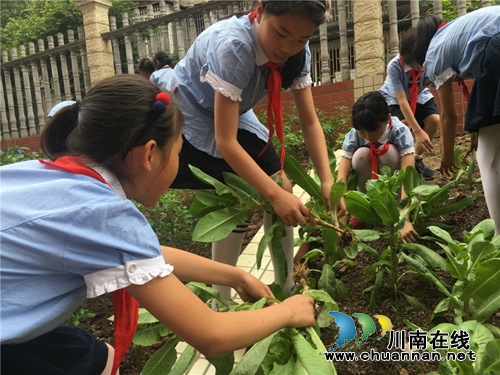 泸州十八中举行“绿色农耕 爱心义卖”校园农耕教育系列活动(图13) 泸州十八中举行“绿色农耕 爱心义卖”校园农耕教育系列活动(图13)