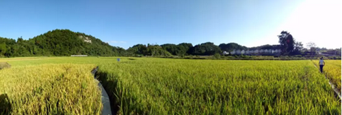 古蔺县龙山镇：镇得住“龙”&nbsp;更镇得住穷(图4)