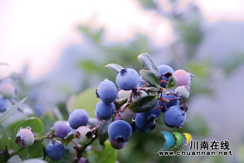 龙马潭区：蓝莓成熟季，枝头挂满“蓝珍珠”(图1)